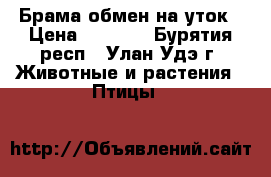 Брама обмен на уток › Цена ­ 1 000 - Бурятия респ., Улан-Удэ г. Животные и растения » Птицы   